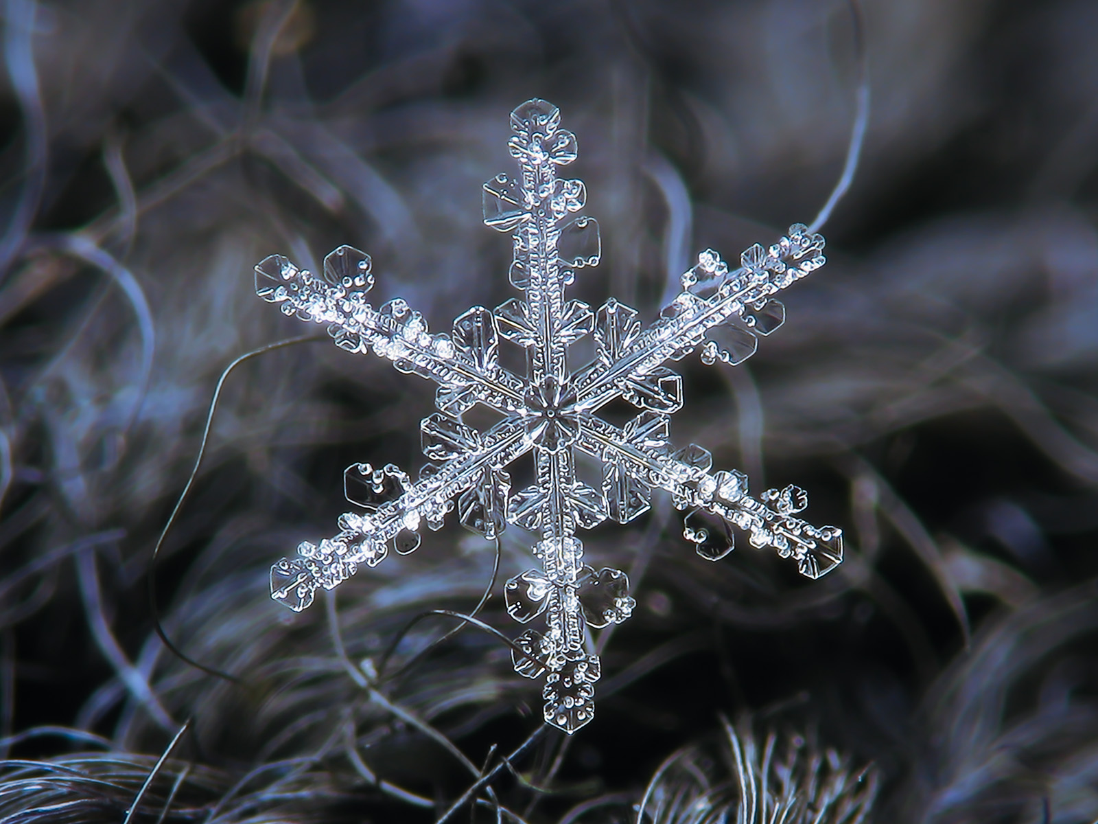 Snowflake - Flickr - Alexey Kljatov (1)